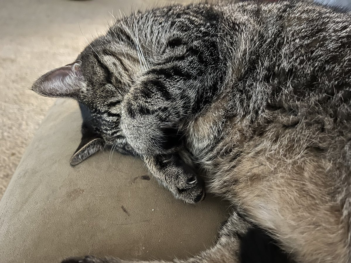 phildudebro's tweet photo. Wilma had to post #cutecatalert https://t.co/ffPrvnIFyh