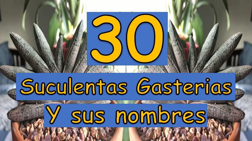 Hice un video sobre 30 suculentas variegadas y sus nombres 🤗algunas te sorprenderán 🪴🌿 #SucculentOso 🐻
youtu.be/GpjBUD3aWIQ