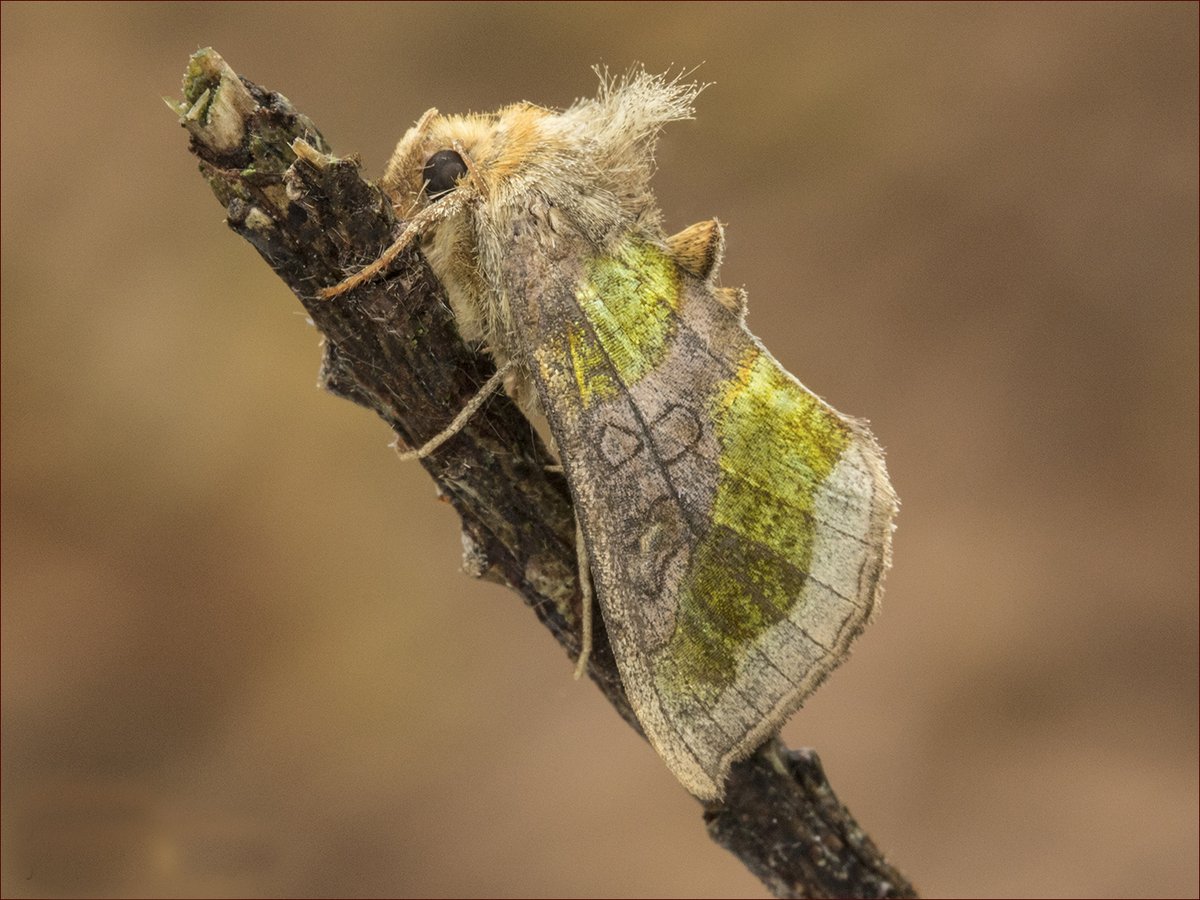 Burnished Brass from Last night Guisborough @teesbirds1 @WhitbyNats @BritishMoths @ynuorg @clevelandbirds @teeswildlife @DurhamBirdClub @YWT_North @YorksWildlife @insectweek @InsectsUnlocked @TheLepSoc @RoyEntSoc @BC_Yorkshire