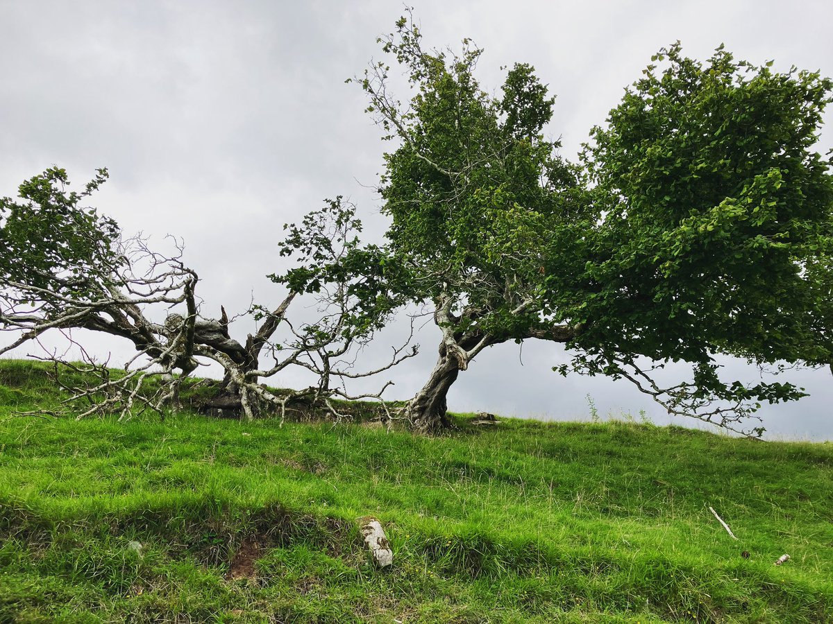 Went to look for this ancient hazel tree near Carlisle today, and we found it in a beautiful valley full of old hazels rowans aspens birches hawthorns and oaks - a magical special place