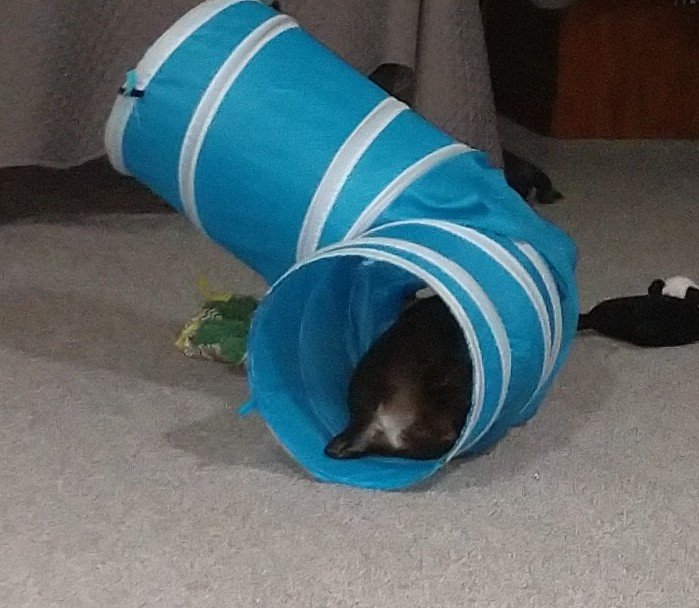 cdseghetti's tweet photo. Today in Tunnel Fun 👇🏽 Gus' patooty is showing 😂
#Schn https://t.co/CLk1okShLR