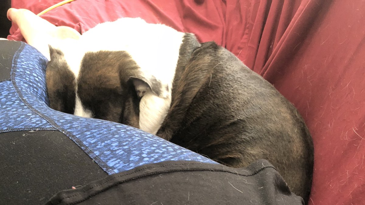 Sunday snuggles with mom #BulldogLife #DogsOfTwitter