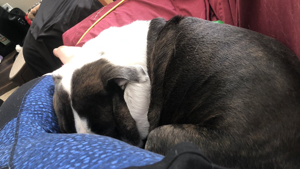BogartBulldog's tweet photo. Sunday snuggles with mom #BulldogLife #DogsOfTwitter https://t.co/eKz98aSNvm