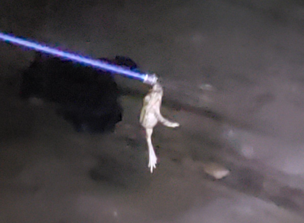 nirvanaunu's tweet image. m encontré un sapo