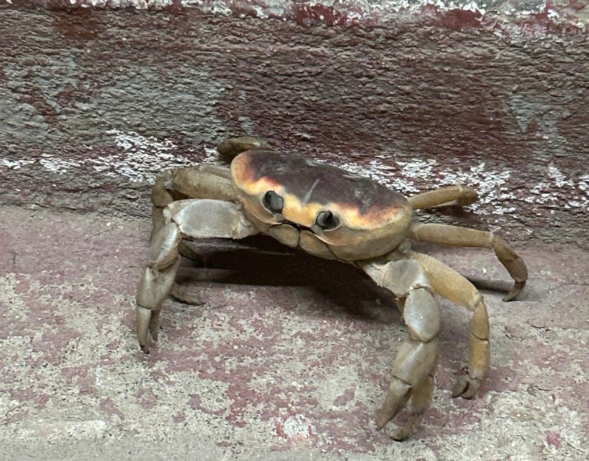 nirvanaunu's tweet image. y un cangrejote PUAJSJ