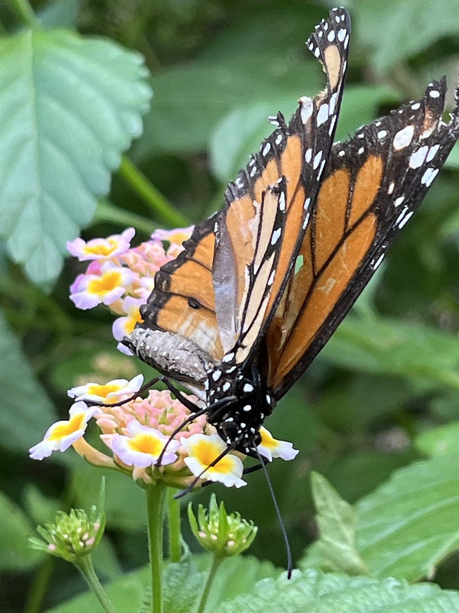 Boo Radley Syndrome (@mauricevet) on Twitter photo 