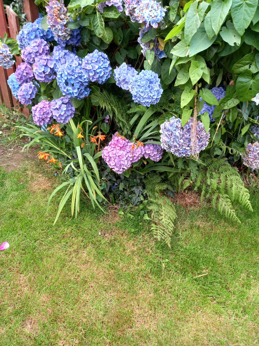 JudithBoyce4's tweet photo. Beautiful blue hydranger in front garden. https://t.co/dee7NUuszO