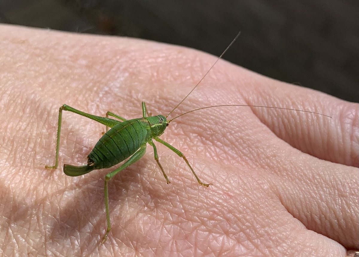 gardeneasta's tweet photo. For a brief moment I wondered if this was a relative of all the greenfly I have ever squished come to exact revenge!  😳 Nope, female Bush Cricket according to Google 😊 A first for me. What a beauty! https://t.co/T5YwMZMvYP