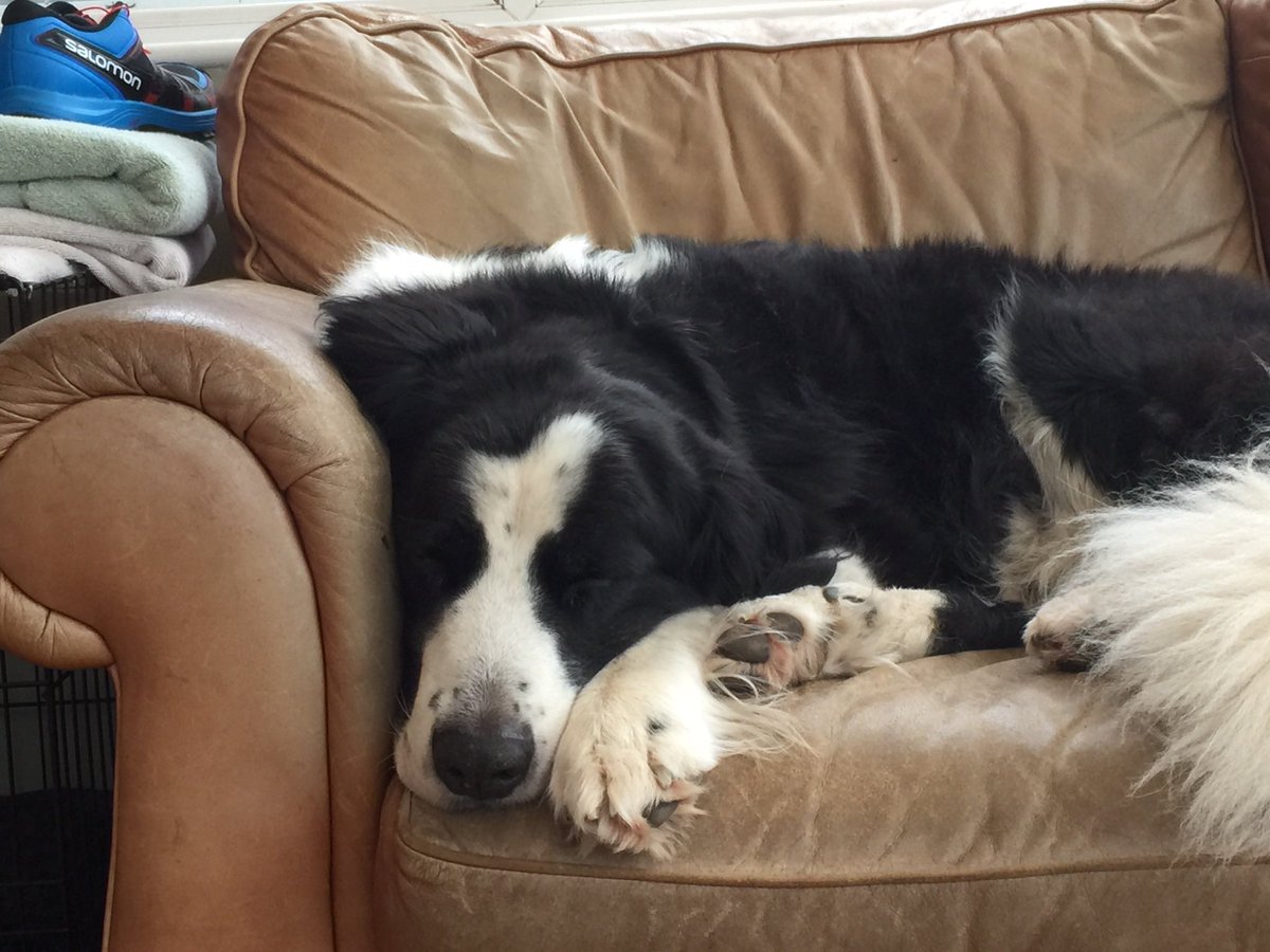 Lisa010265's tweet photo. @Phil_Sledge Still missed, five years on, my beautiful Barney https://t.co/TKW99ZCdmf