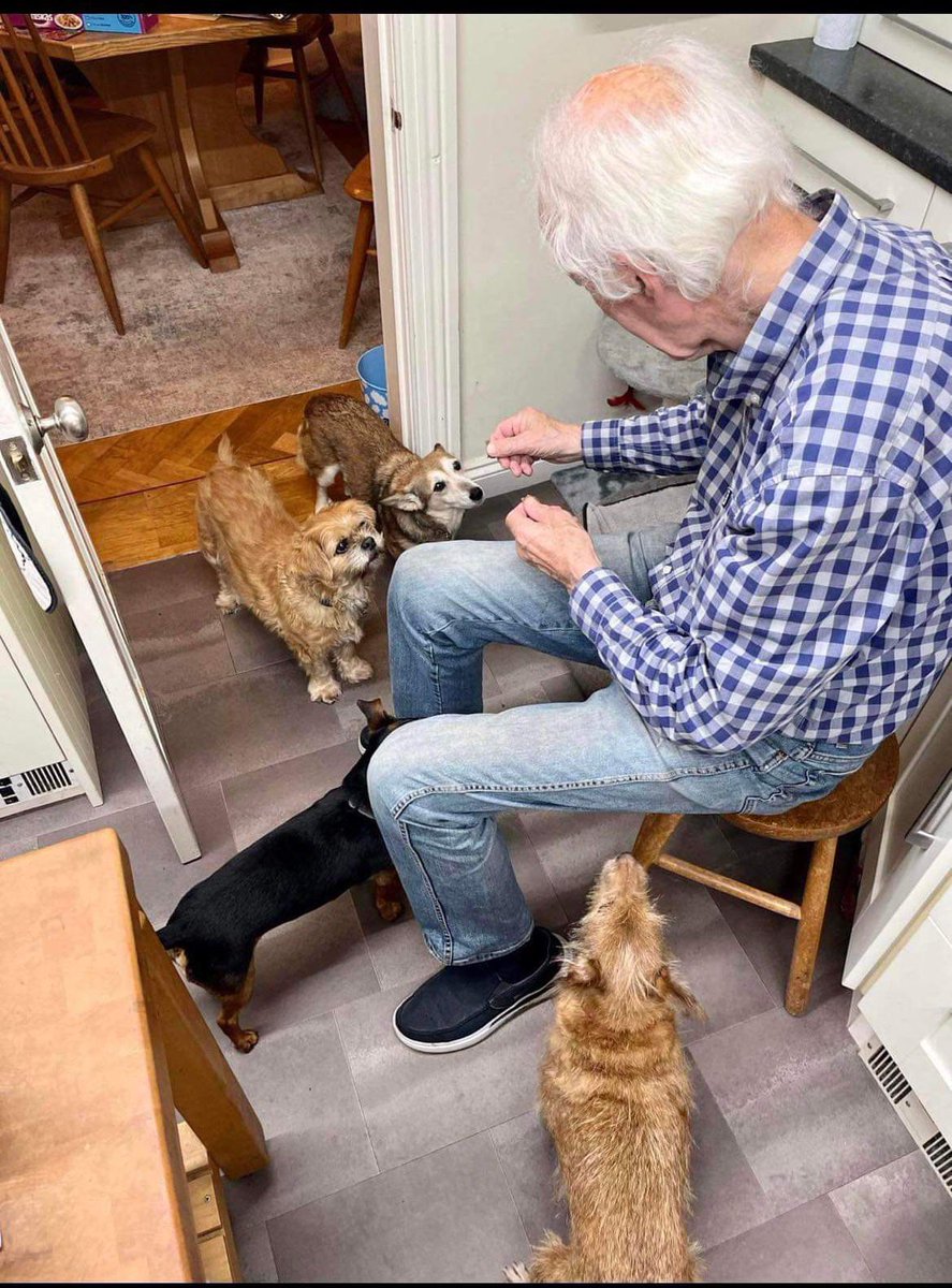 GillyMeeky's tweet photo. Mollie (was Hollie) is doing so well in her home. She loves her treat, her belly rubs, her mam and dad and her siblings. It’s really lovely to see. Lancram forgotten I think ❤️ https://t.co/8ArWQJbWMu