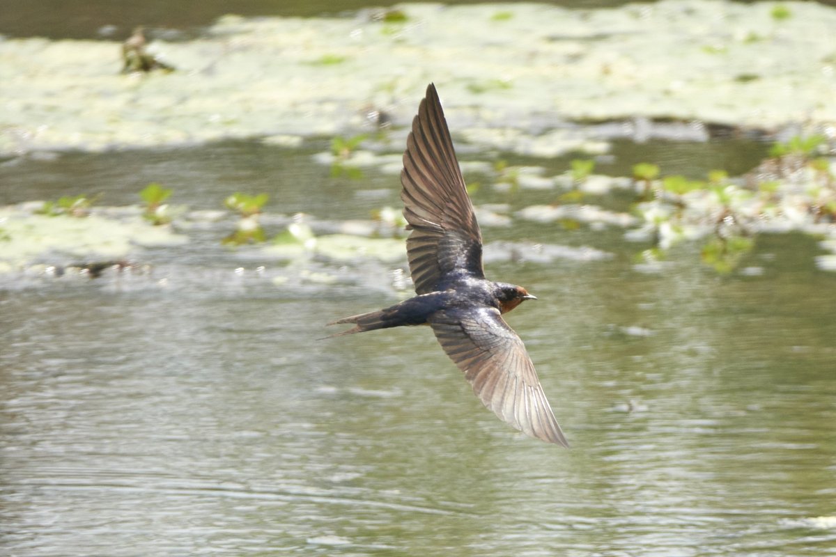 dbiollo's tweet photo. So I finally got better at shooting barn swallows by eye as my time in New York area comes to a close.
Next chapter: Adventures in Switzerland https://t.co/MOlBle0xLn