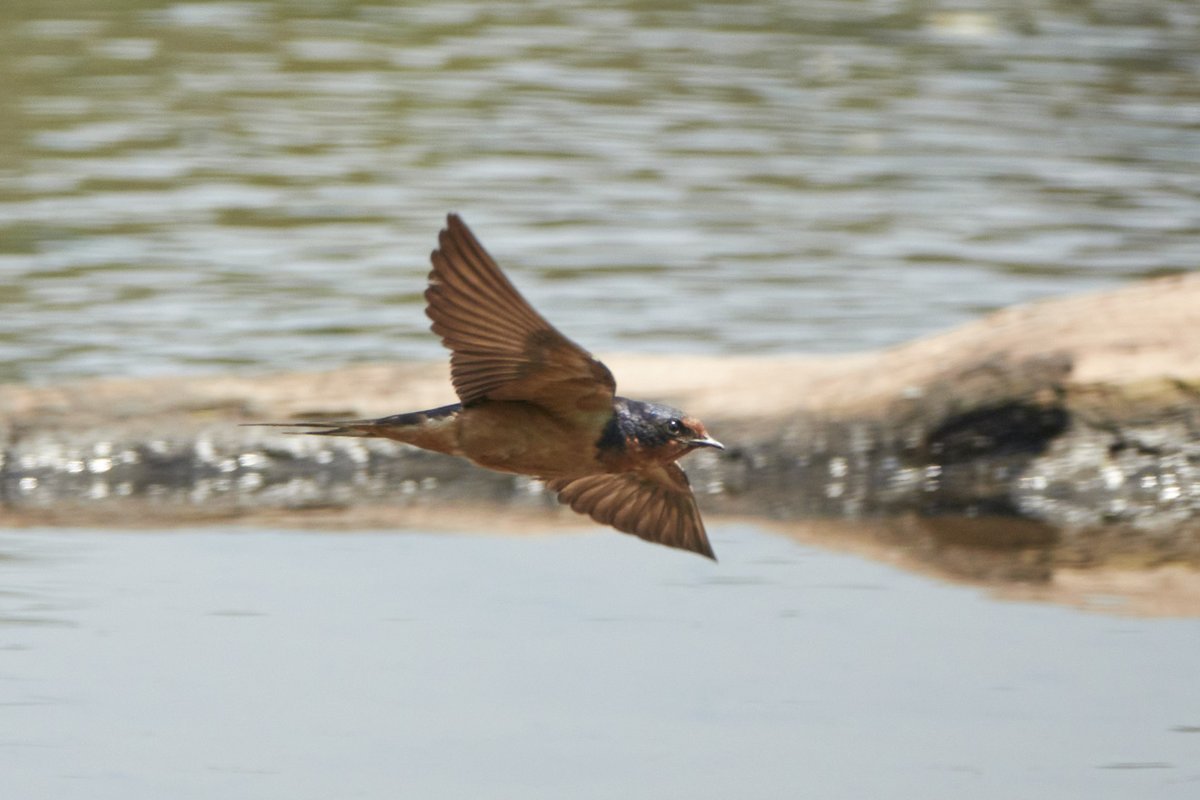 So I finally got better at shooting barn swallows by eye as my time in New York area comes to a close.
Next chapter: Adventures in Switzerland