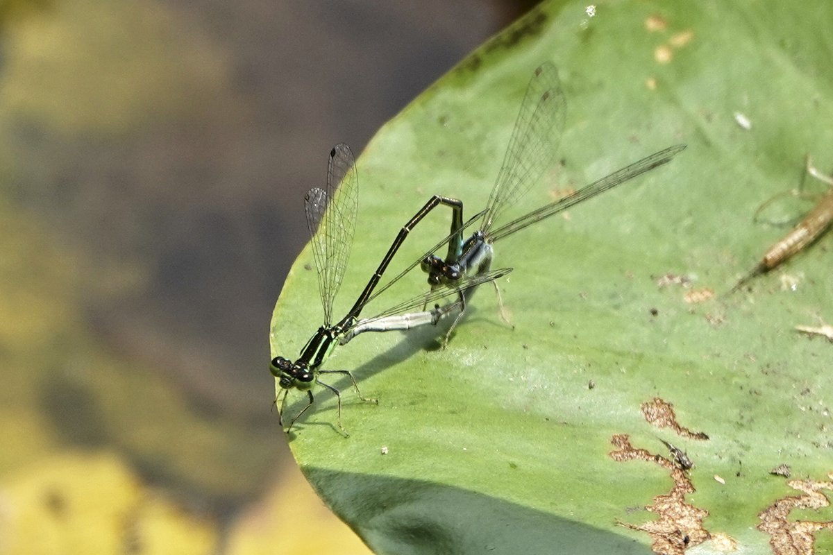 dbiollo's tweet photo. Dragonflies of New Jersey wetlands https://t.co/NDGTBrySUm
