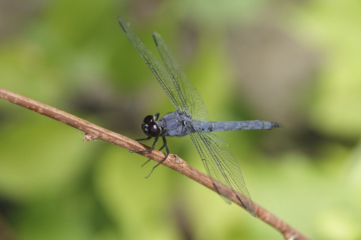 dbiollo's tweet photo. Dragonflies of New Jersey wetlands https://t.co/NDGTBrySUm