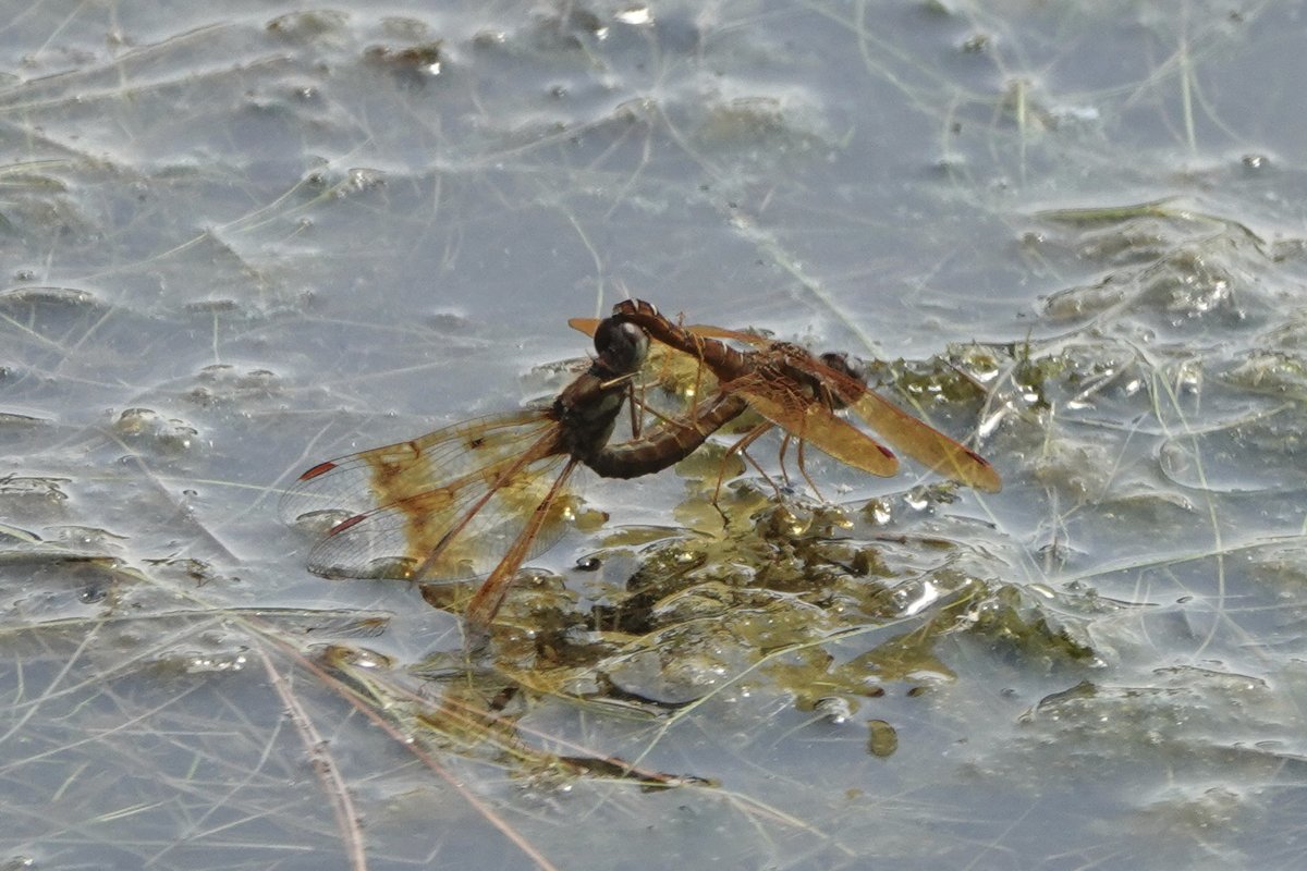 dbiollo's tweet photo. Dragonflies of New Jersey wetlands https://t.co/NDGTBrySUm