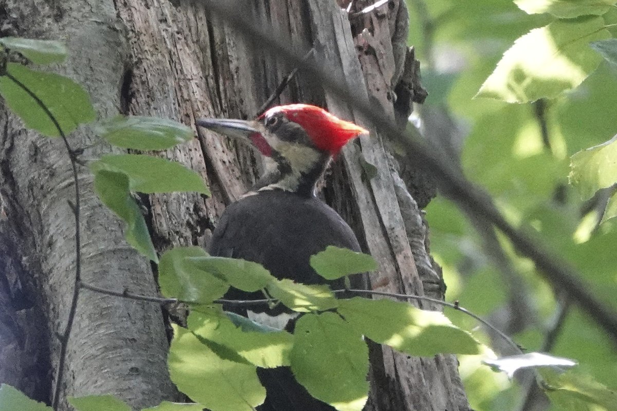 dbiollo's tweet photo. Staying in New Jersey before heading to Switzerland and amazed at the wildlife here. First time every seeing a groundhog! (They seem to be everywhere.) Some huge pileated woodpeckers that I haven't seen since childhood, a cicada molt and a juvenile wood duck! https://t.co/qo9FKHUaQh