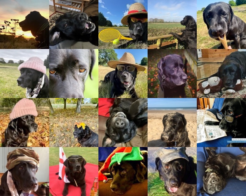 victorthevole's tweet image. A collage of some of the many many photos I have of my beautiful girl #missingyou #ripJess #dogsoftwitter 💔💔💔💔