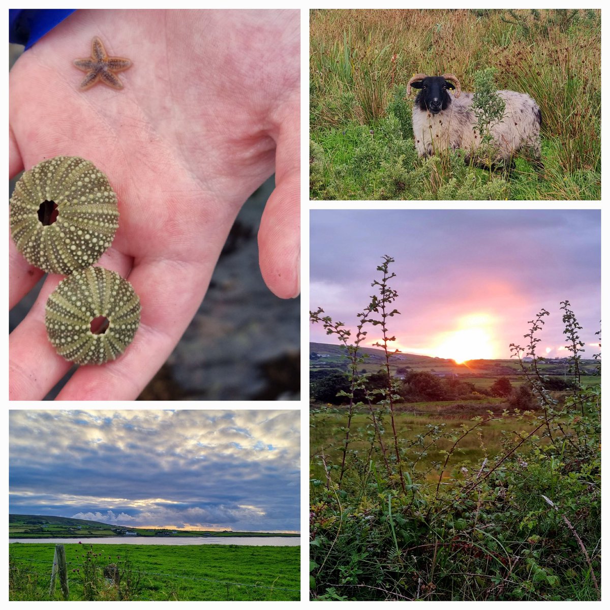 thomson_sonya's tweet photo. Day 6  Active August. Family walks are some of the best activities #AHPBelfast23 #WeAHPs #WeActiveChallenge @BelfastTrust @CSPNI1 https://t.co/O8vMTHgNoz