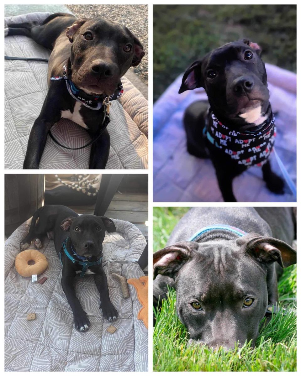 Bart is the most perfect boy looking for his furever home. He enjoys outings and almost goes unnoticed because he’s just that good! Adopt him at: rescueofhope.com/adopt/
#adoptdontshop #dogsofgr #untiltherearenone #goodboy