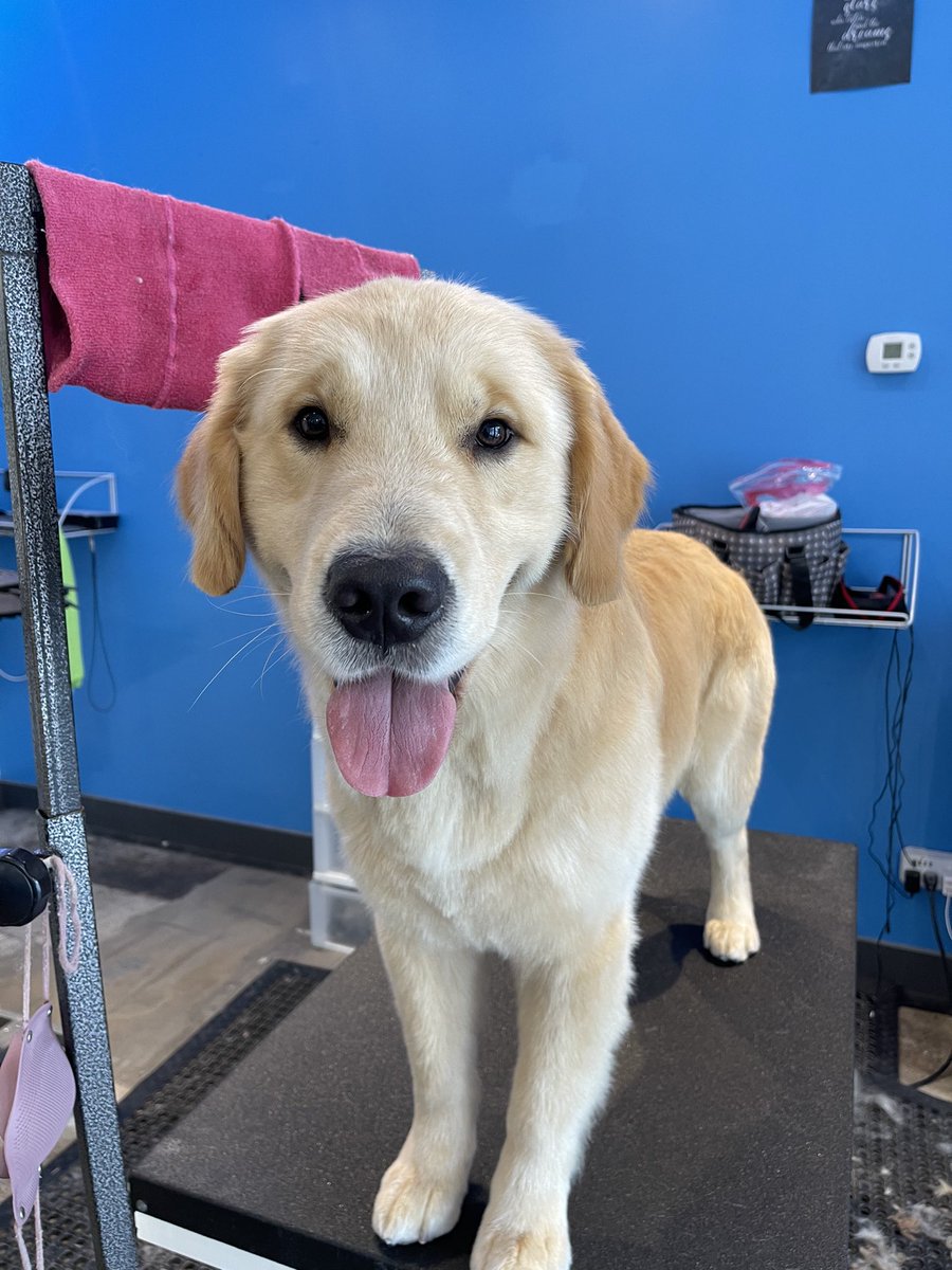 MuttandJoe's tweet photo. The only cure for the #sundayblues is a #boop and a #dogsmile 👆
. 
.
.
#muttandjoe #dogwash #doggrooming #coffeeshop #marylandgroomers #marylanddogs #marylanddogspots #marylandcoffee #mddogs #severnapark #severnaparkmd #severnaparkdogs https://t.co/ysW9dRtJvS