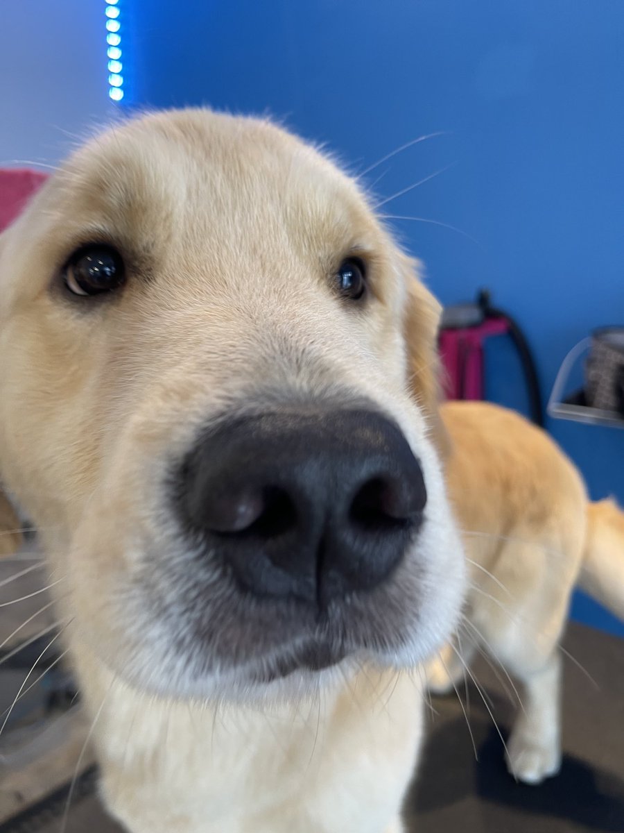 MuttandJoe's tweet photo. The only cure for the #sundayblues is a #boop and a #dogsmile 👆
. 
.
.
#muttandjoe #dogwash #doggrooming #coffeeshop #marylandgroomers #marylanddogs #marylanddogspots #marylandcoffee #mddogs #severnapark #severnaparkmd #severnaparkdogs https://t.co/ysW9dRtJvS
