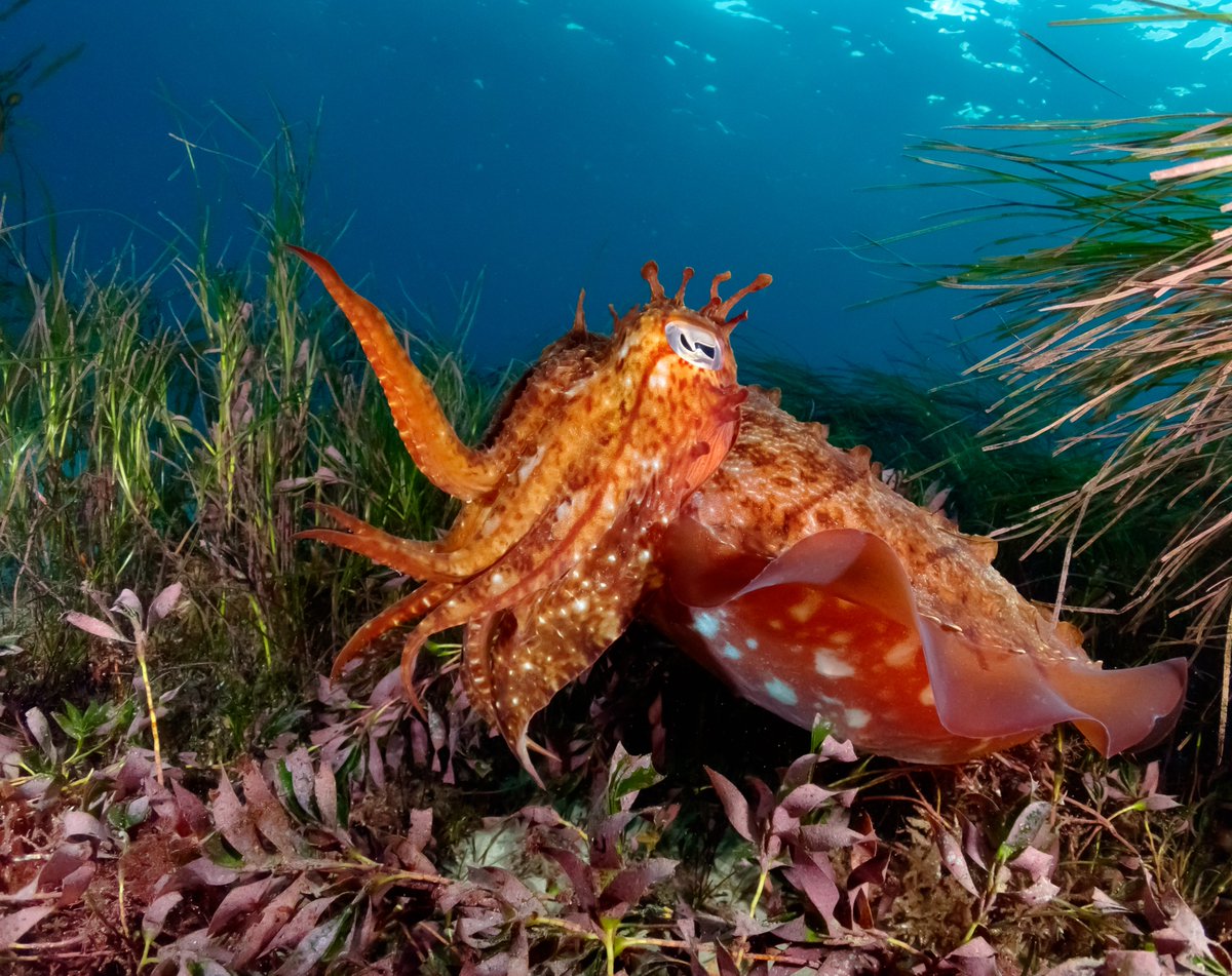 Meet our latest feature creator, Erhan Onfidan! From snorkelling in marine sanctuaries to earning a scuba license, Erhan's love for the ocean has led him to capture breathtaking moments in the Great Southern Reef. Stay tuned for more! #greatsouthernreef #melbourne #gsrfeature