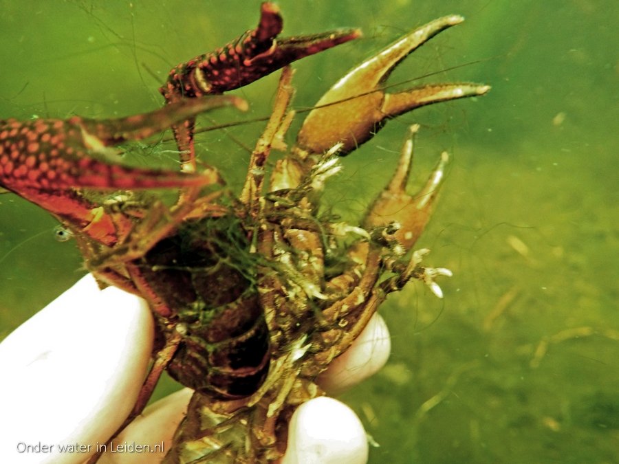 @urbane_natuur Wat dacht je van 'kreeftjes' 🙄
💡📢: 1️⃣♀️🦞clarkii ⏭️3️⃣ jaar ➡️ 129.600.000.000 🦞🦞🦞!
onderwaterinleiden.nl/over-owl/persb…
#rivierkreeft #crayfish #crayweek