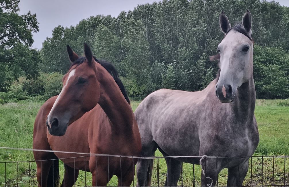 WA_Schijndel's tweet photo. In buitengebied #Olland liep een #paard op de weg. Nog maar kort in de wei, dus onwennig? In ieder geval met eigenaar kortgesloten om afdoende maatregelen m.b.t. afrastering te nemen om herhaling te voorkomen. https://t.co/waFbziD2Pn