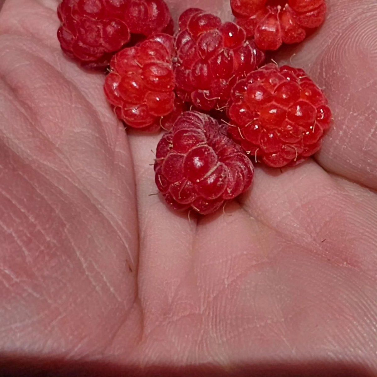The bounty of the season is ripening in the Colorado sunshine.

Edible berries of all kinds are found throughout Curecanti.

Knowing your berries and individual park regulations can lead to a tasty snack along a hiking trail.

Where there are berrie, there may be bears!