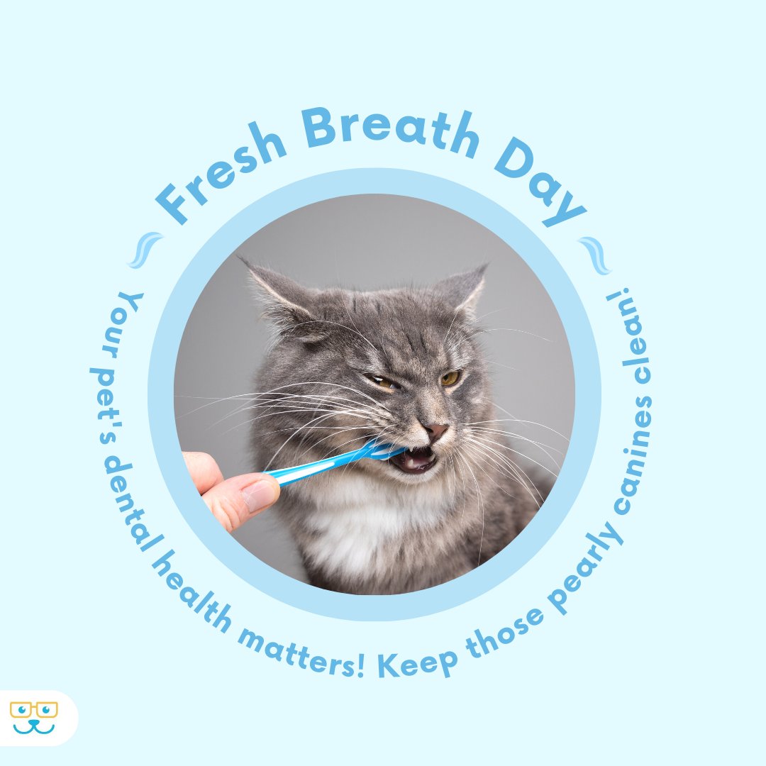 thepetdr's tweet photo. Fresh Breath Day is here, and we're celebrating with smiles and wagging tails! 🌬️🐾

#freshbreathday #freshbreath #pentdentalhealth #petdental https://t.co/YV0ZX7B5Zf