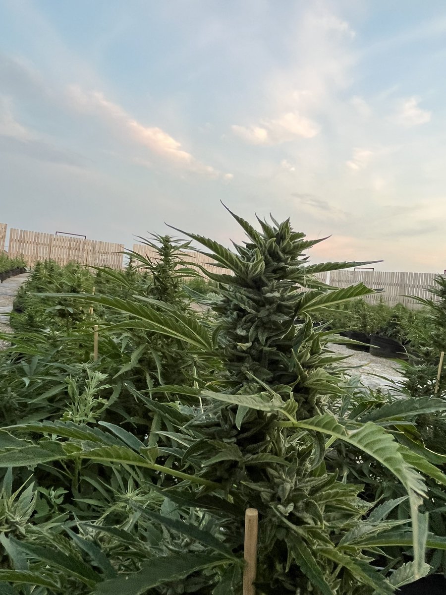 terriblumes's tweet photo. Early August these genetics just terrific stacking up outside. while, these finish up please check out my indoor grown #KE2 it’s in stores this week. @plaidtrout https://t.co/bixFWZCz05