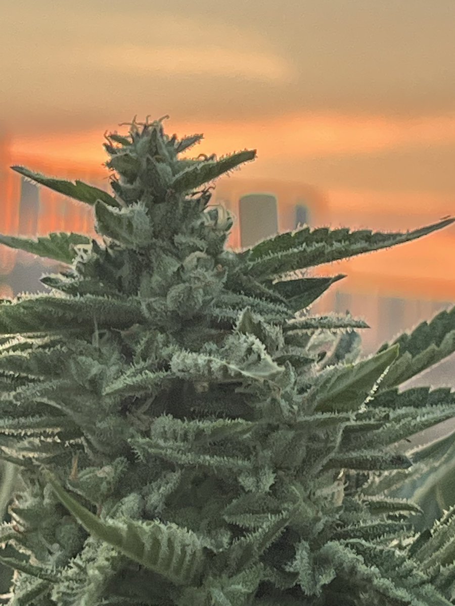 terriblumes's tweet photo. Early August these genetics just terrific stacking up outside. while, these finish up please check out my indoor grown #KE2 it’s in stores this week. @plaidtrout https://t.co/bixFWZCz05