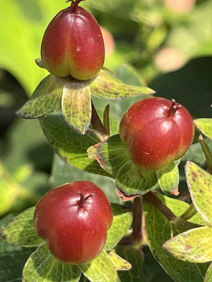 michiko_neko299's tweet image. Good morning dear friends and flowers

ヒペリカム
#Hypericum