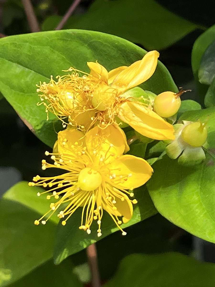 michiko_neko299's tweet image. Good morning dear friends and flowers

ヒペリカム
#Hypericum