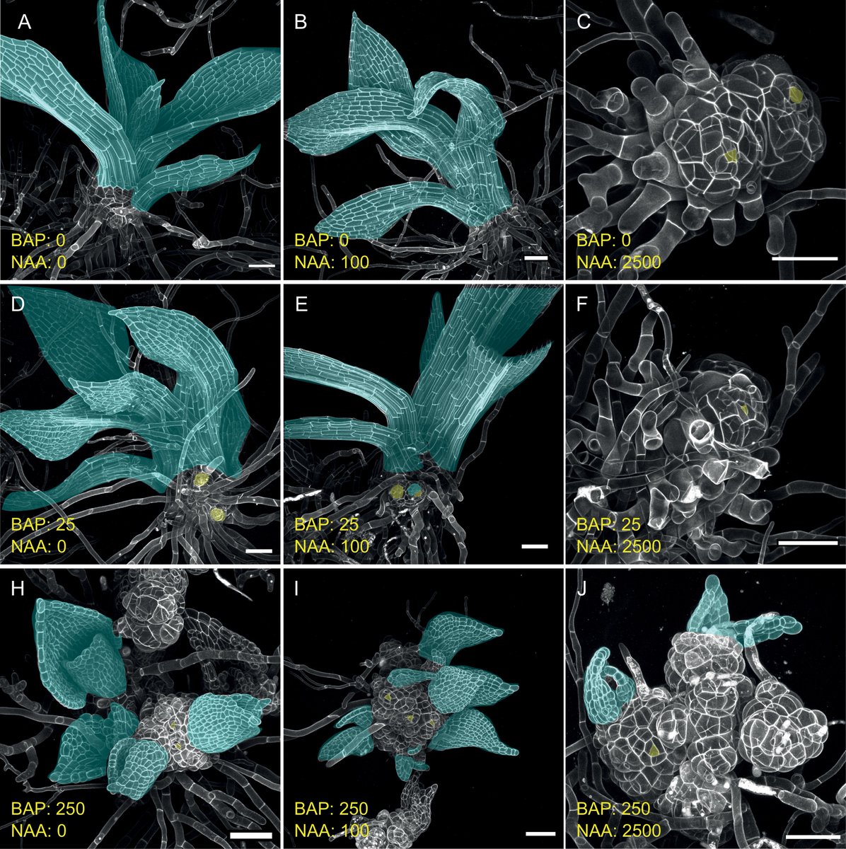 Roeder lab tweet media