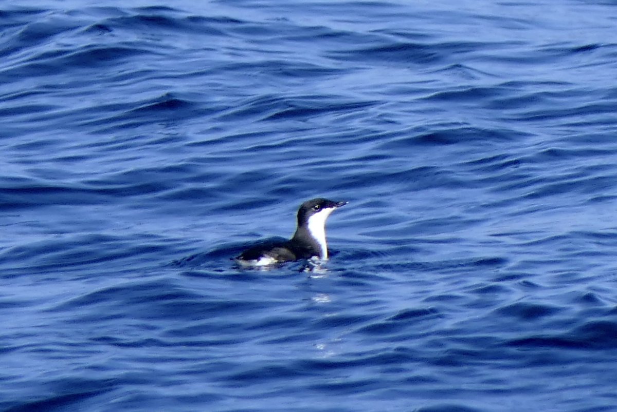 mbplan's tweet photo. Pelagic birding trip in Santa Barbara Channel on @IslandPackers boat. Saw   many species and saw 5 lifers. Great trip! @AudubonCA #birdwatching https://t.co/R81yktPDuw