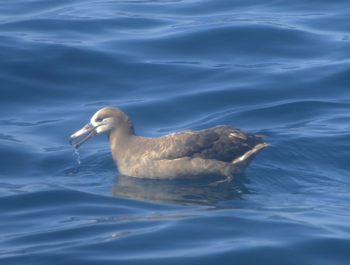 mbplan's tweet photo. Pelagic birding trip in Santa Barbara Channel on @IslandPackers boat. Saw   many species and saw 5 lifers. Great trip! @AudubonCA #birdwatching https://t.co/R81yktPDuw