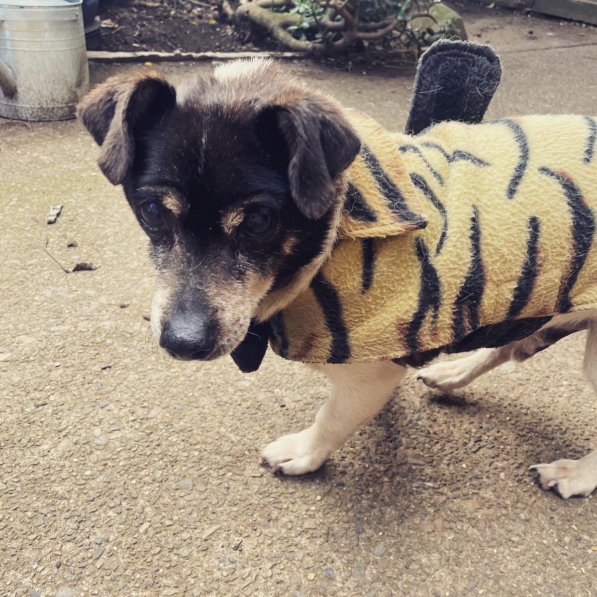 Amber_Munster's tweet image. Happy 21st birthday Dextar thank you for not making me chase you for your birthday photo this year #jackrussell  #jackrussellsofinstagram  #oldmandoggo  #dogsofinstagram