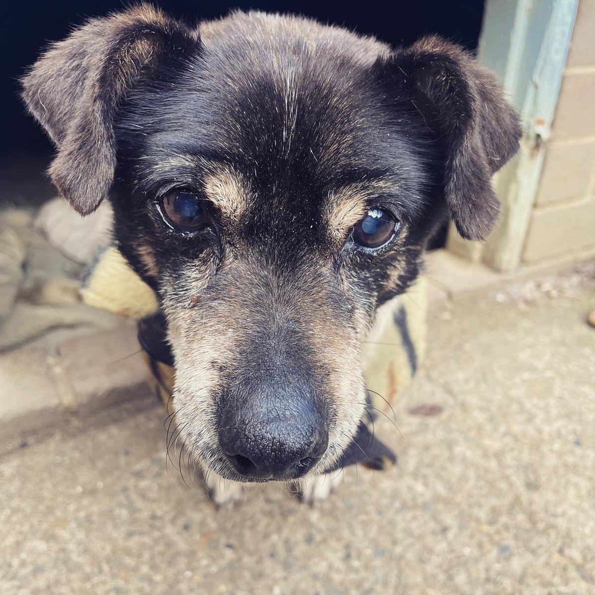 Amber_Munster's tweet image. Happy 21st birthday Dextar thank you for not making me chase you for your birthday photo this year #jackrussell  #jackrussellsofinstagram  #oldmandoggo  #dogsofinstagram