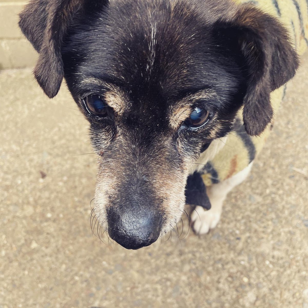 Amber_Munster's tweet image. Happy 21st birthday Dextar thank you for not making me chase you for your birthday photo this year #jackrussell  #jackrussellsofinstagram  #oldmandoggo  #dogsofinstagram