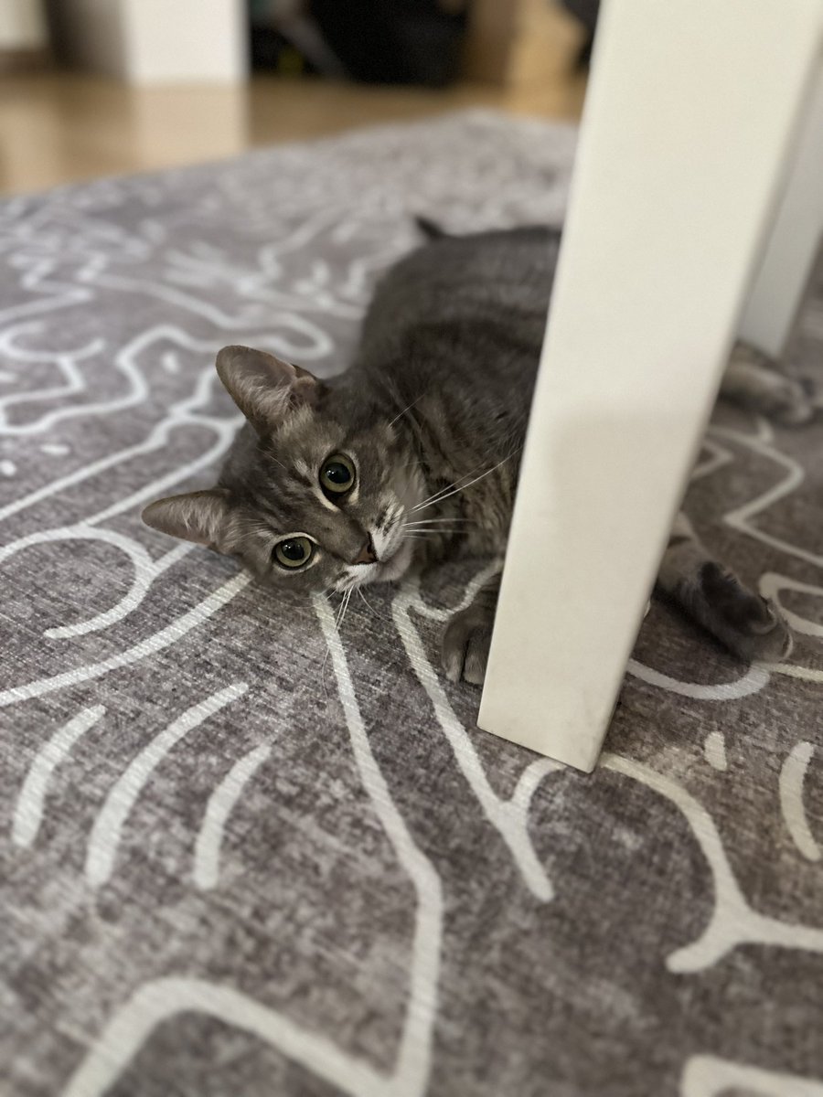 romyilano's tweet photo. The whole washable carpet / rug concept seems like common sense just like easily removable sofa covers you wash every two weeks. Why wasn’t this baked into the designs from the beginning 😹 #ruggable https://t.co/lKimq8gwGE