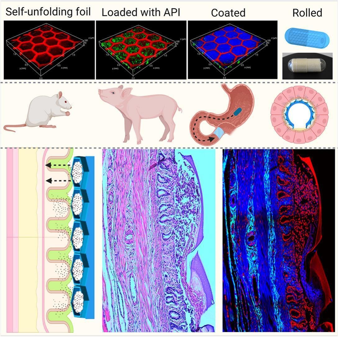 JCRnEDITORS's tweet image. A self-unfolding proximity enabling device for oral delivery of macromolecules.
| Anja Boisen @DTU_HealthTech |
[50 days&apos; free access]
#oraldelivery #macromolecule
authors.elsevier.com/sd/article/S01…