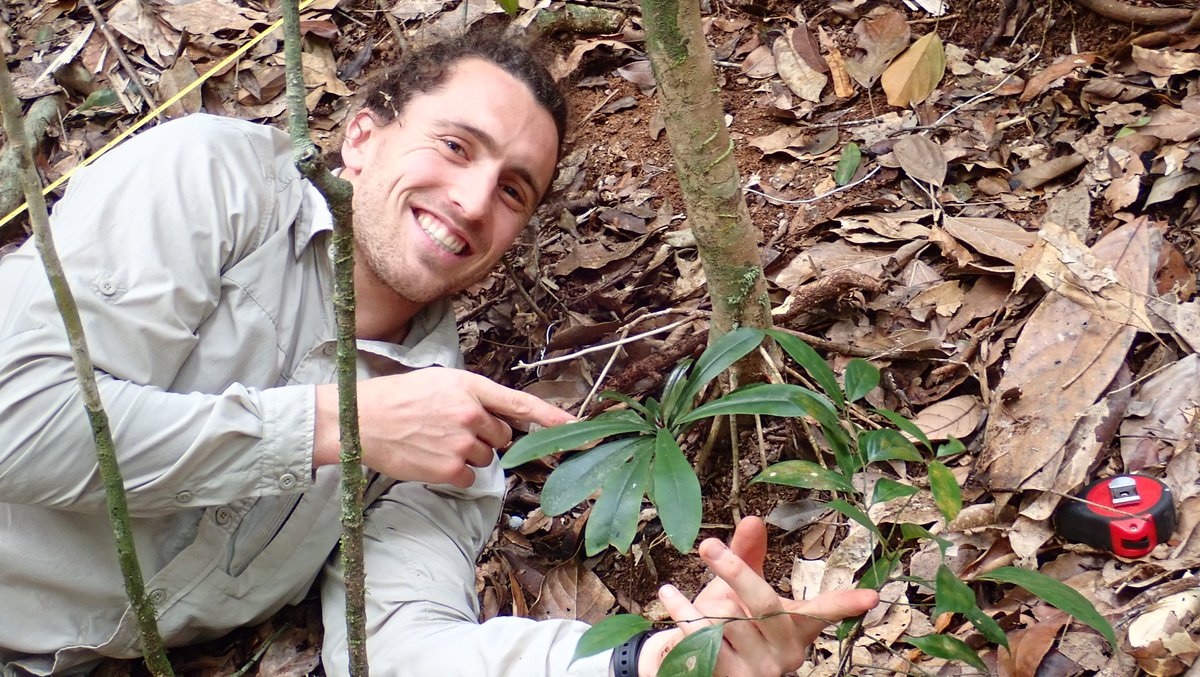 From very little things... Some QPRP plots have seedling + sapling transects that allow scientists to track the long term dynamics of these little fellas. Turnover in tropical forests occurs via understory ''seedling banks', as opposed to soil 'seed banks' #austropics #LTER