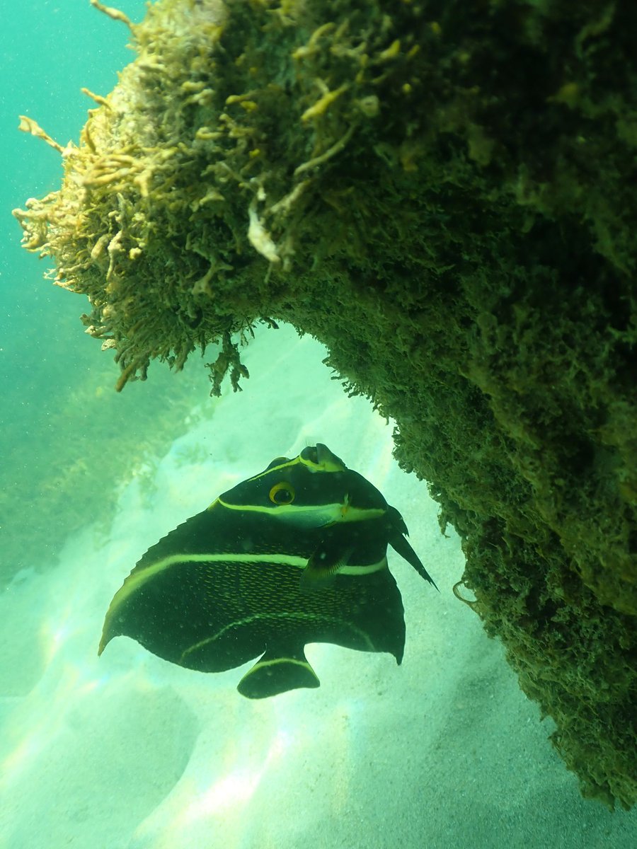 geraldramirez_'s tweet photo. #padi #diver #divingday https://t.co/h4efdsqyV9