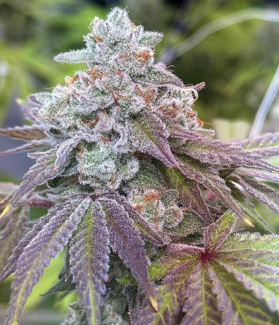 Our homie @drdabstep_ is always working on something delicious.

#pineapplepoundcake pheno 4 - keeper pheno.

Grown with APTUS - @aptususa_official @aptusplanttechaus @aptusplanttechnz

#aptusgang