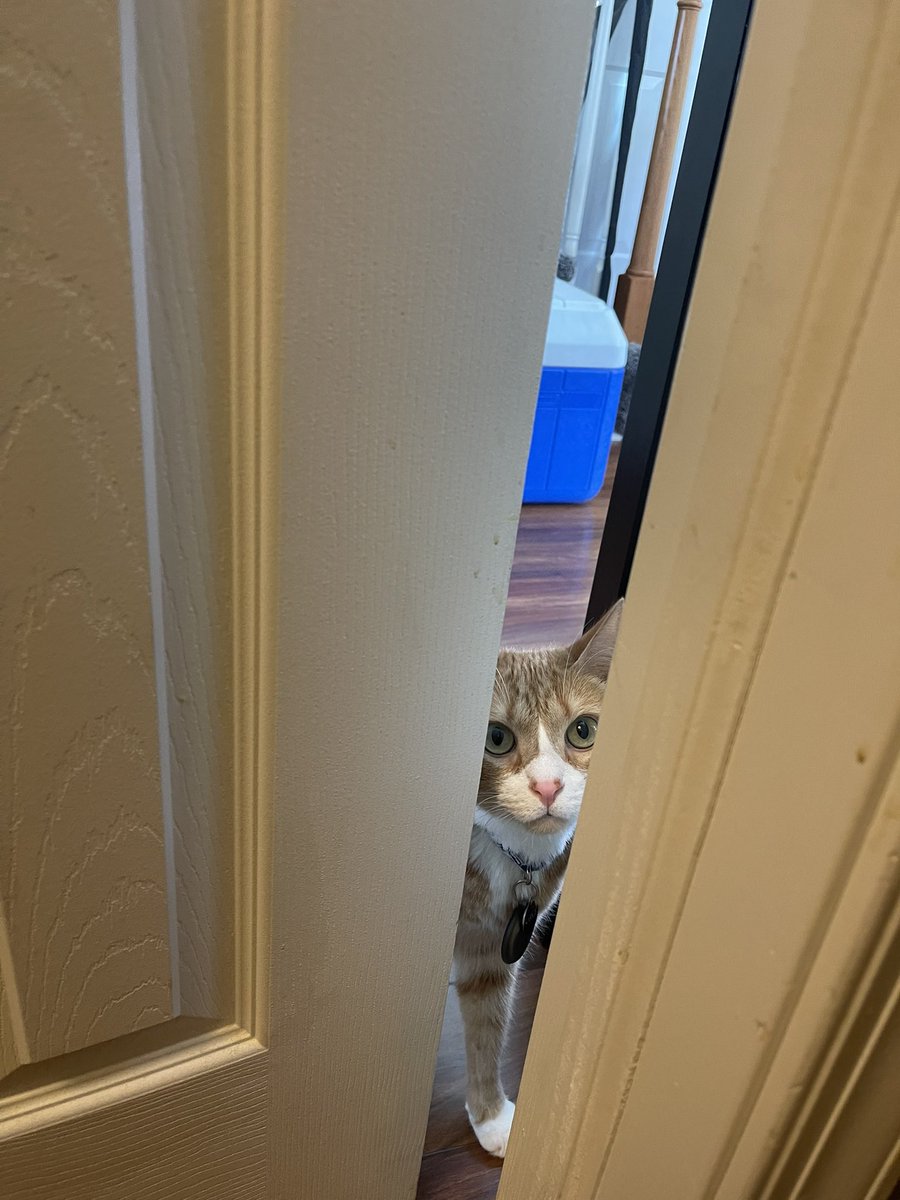 sarge_the_kitty's tweet photo. yuo forget buba outside the bathroom again .. https://t.co/B5CndJYiaw