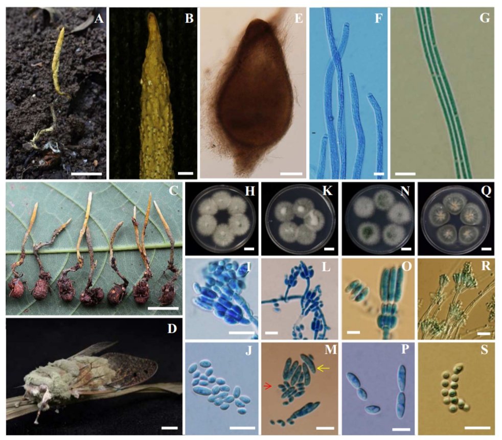 そう言えば、この論文で新種記載されているMetarhizium chaiyaphumenseというハヤカワセミタケに似た虫草、日本国内で「Metarhizium cylindrosporum」とされているものと酷似したアナモルフを作るとされているのが非常に興味深いですね