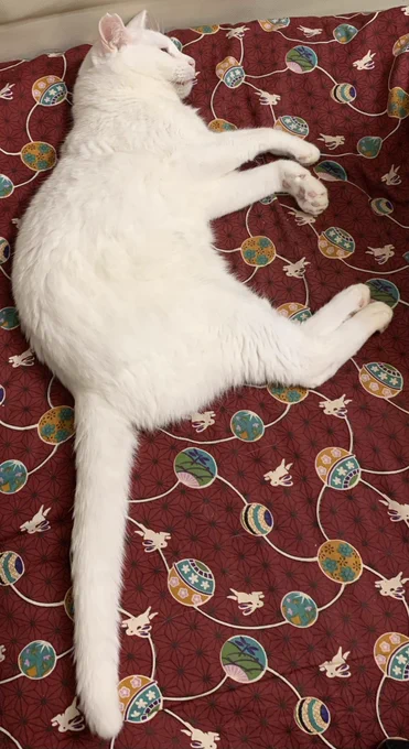朝猫〜 まったりしております #白猫