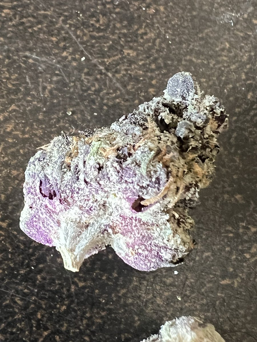 melfromcali78's tweet photo. I got that good good rn. This shit is PINK yβall. #istaysmoking #RooTheWaywardStoner #thatgoodgood #pinkweed https://t.co/9dImhjE7Va