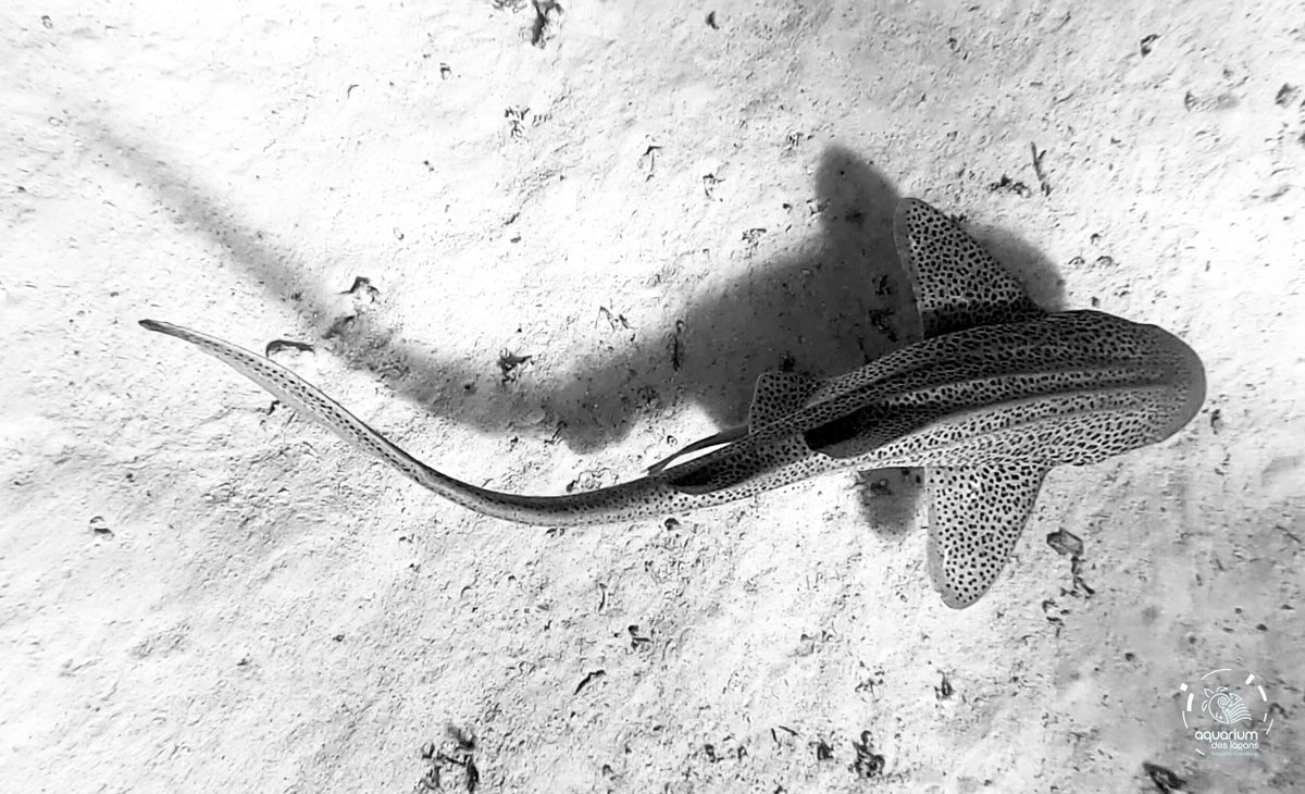 The Zebra Shark Project New Caledonia (@zebrasharknc) on Twitter photo 114 sharks have already been identified thanks to photos sent in by NC divers! Thanks!
#citizenscience #zebrashark #photoid
Do you live in New Caledonia? Please continue to share your photos/videos to zsp@aquarium.nc
<a href="/AquariumDLagons/">Aquarium des Lagons</a> <a href="/laboratory_and/">Lab. of Marine Biology and Ecology</a> <a href="/HLassauce/">Dr Hugo Lassauce</a> <a href="/OlivierCHATEAU5/">Olivier CHATEAU</a> 114 sharks have already been identified thanks to photos sent in by NC divers! Thanks!
#citizenscience #zebrashark #photoid
Do you live in New Caledonia? Please continue to share your photos/videos to zsp@aquarium.nc
<a href="/AquariumDLagons/">Aquarium des Lagons</a> <a href="/laboratory_and/">Lab. of Marine Biology and Ecology</a> <a href="/HLassauce/">Dr Hugo Lassauce</a> <a href="/OlivierCHATEAU5/">Olivier CHATEAU</a>